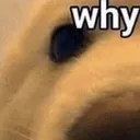 :whyBOYE: