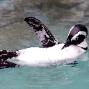 wavingpengu