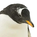 Sadpengu Discord Emoji