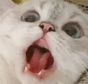 cat_scream