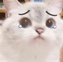 cat_sad