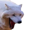 wulfe wulfe