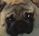 sadpug