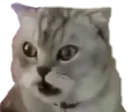whatthecat