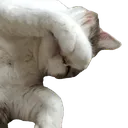 rory_dab