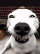 GO_dogGrin