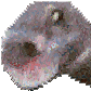 NR3_poggers Discord emoji