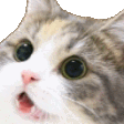 etcGrandCat Discord Emoji