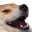dogkek
