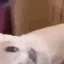 bd2