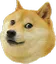 Doggo_Wut
