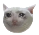 nu
