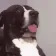 BroWhatDog BroWhatDog