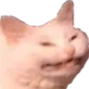 catto