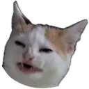 Weirdcat weirdcat Discord Emoji