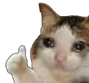 catthumbs catthumbs