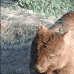 wombat