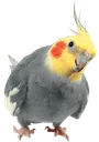 birb