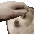 RubPup