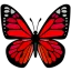 a_butterfly1