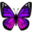 a_butterfly8