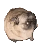 aPugjam