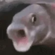 pogfish