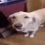 butterdogthedogwiththebutter