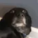 monkaDog monkaDog