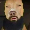 SexyDog