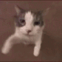 catpwp Discord Emoji