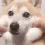 squishyBOYE