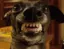 gifsc_dog2 gifsc_dog2