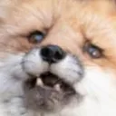 foxShocked foxShocked