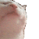 catjam Discord emoji
