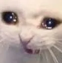 crycat
