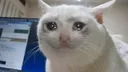 sadcat1