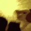 5_catfight 5_catfight