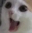 cat cat