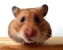 Real_Hamster5