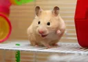 Real_Hamster1