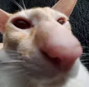 longsniff longsniff