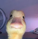 duckhuh