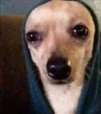 Merya29 Merya29