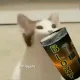 ch_popcatdrink