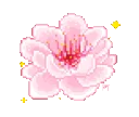 blossom
