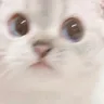 CatConfused CatConfused