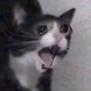 crykat