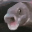 fishscream