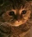 sadcat